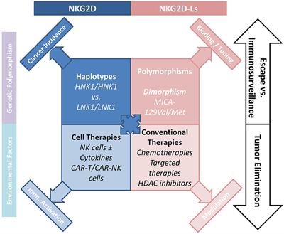 NKG2D/NKG2-Ligand Pathway Offers New Opportunities in Cancer Treatment